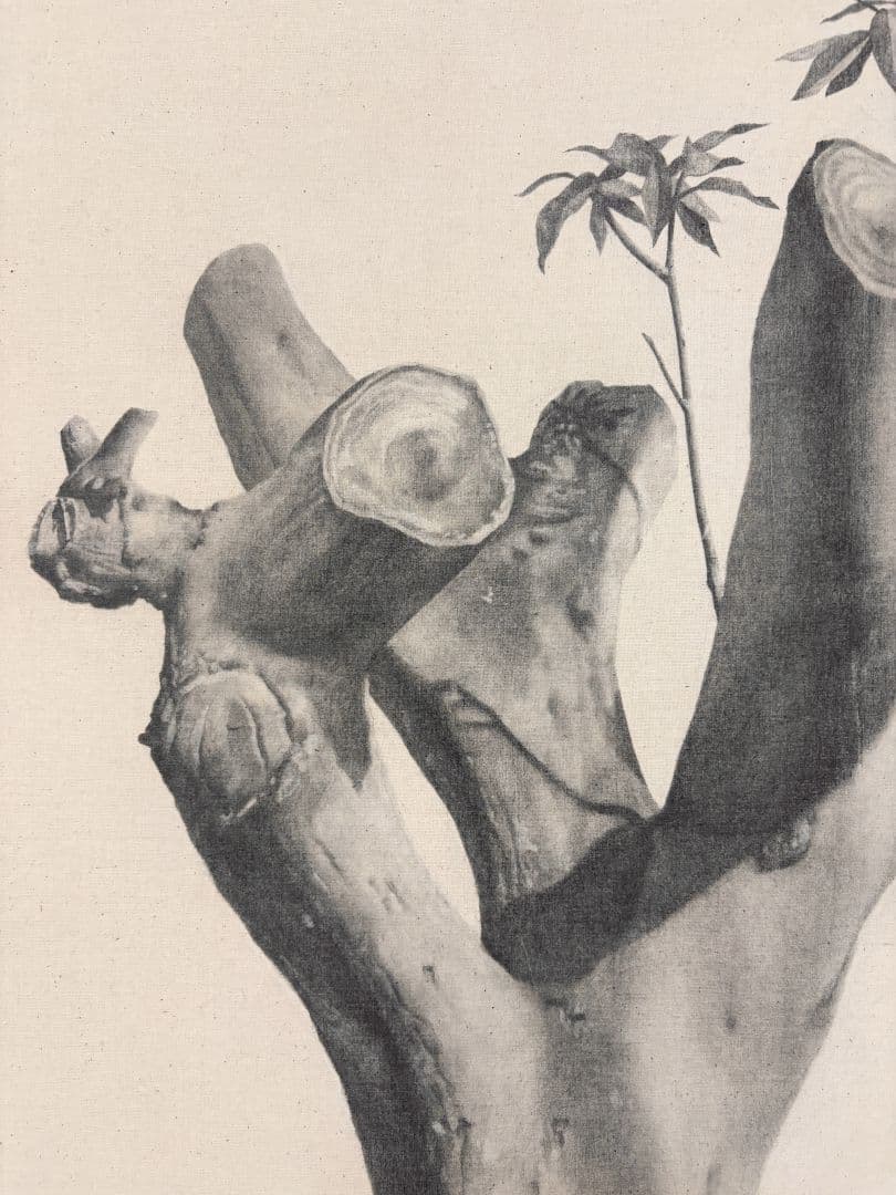 丹娜絲颱風後的重生 2