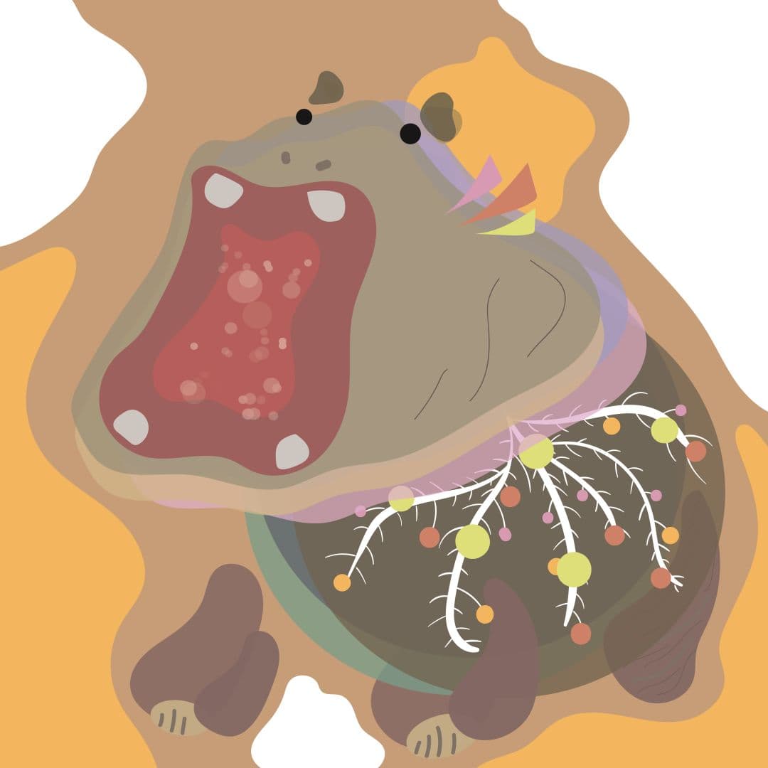 打開身體的方式:河馬 1