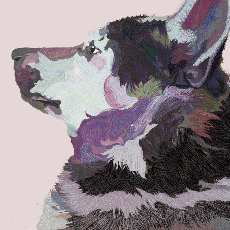 『貓毛』阿狗
