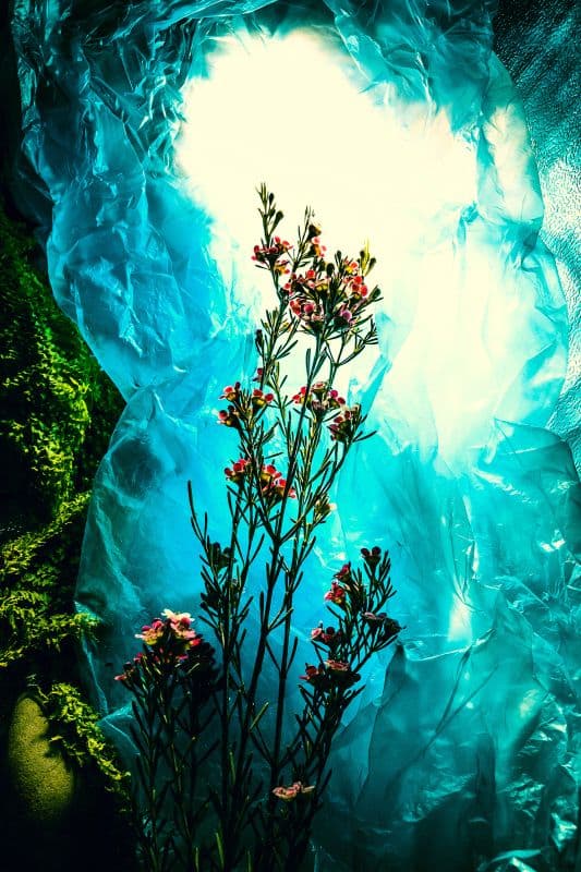 藍洞裡的花