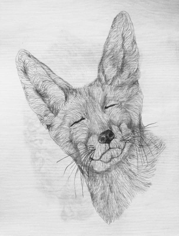 Naughty Foxy/調皮的狐狸