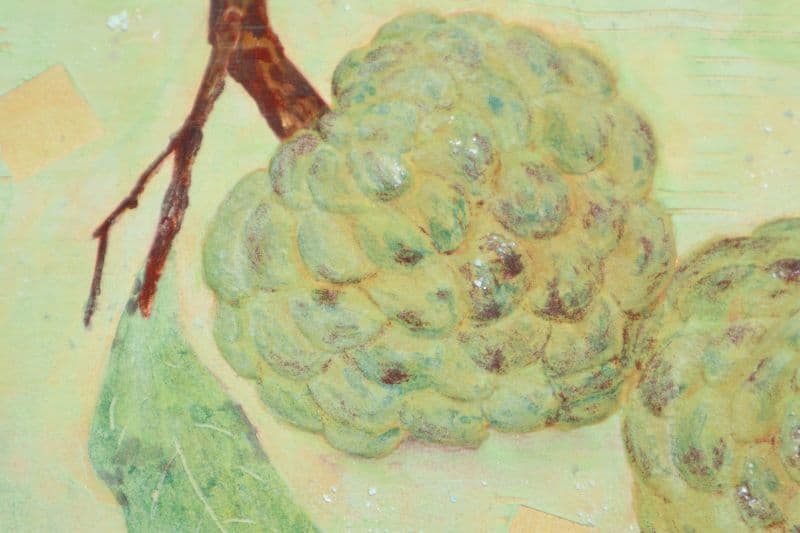 Sugar Apple | 釋 迦 2