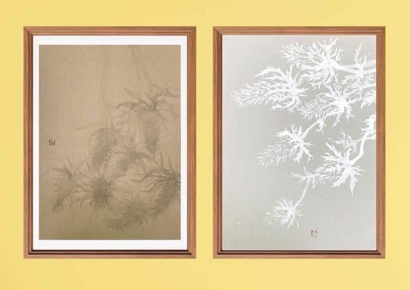 紫花藿香薊 記憶 Memory (Purple thistle)