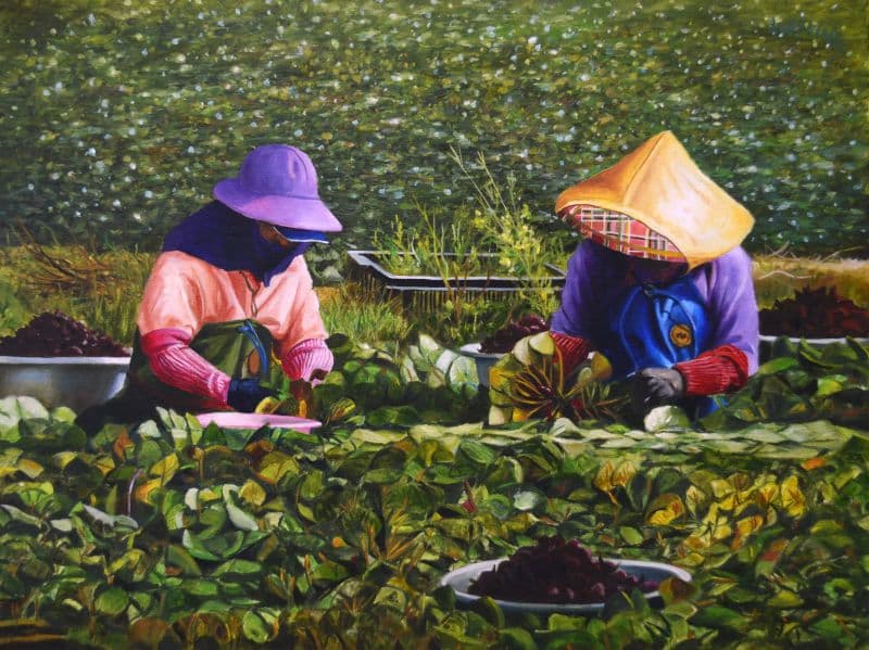 採紅菱