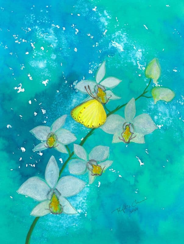The Flower of Universe – Amabilis 宇宙之花台灣原生蝴蝶蘭