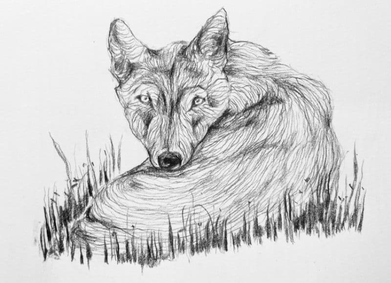 野生的狼/Wild Wolf 1