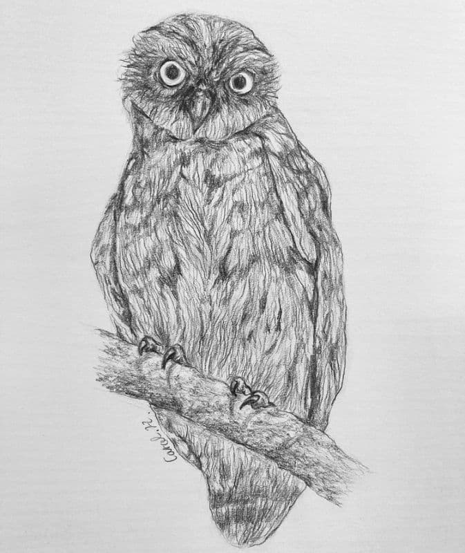 Owl gaze /貓頭鷹的注視 1