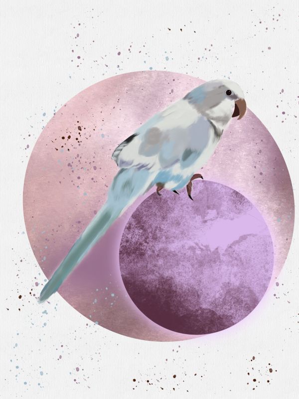 【紫色宇宙】鳥系列