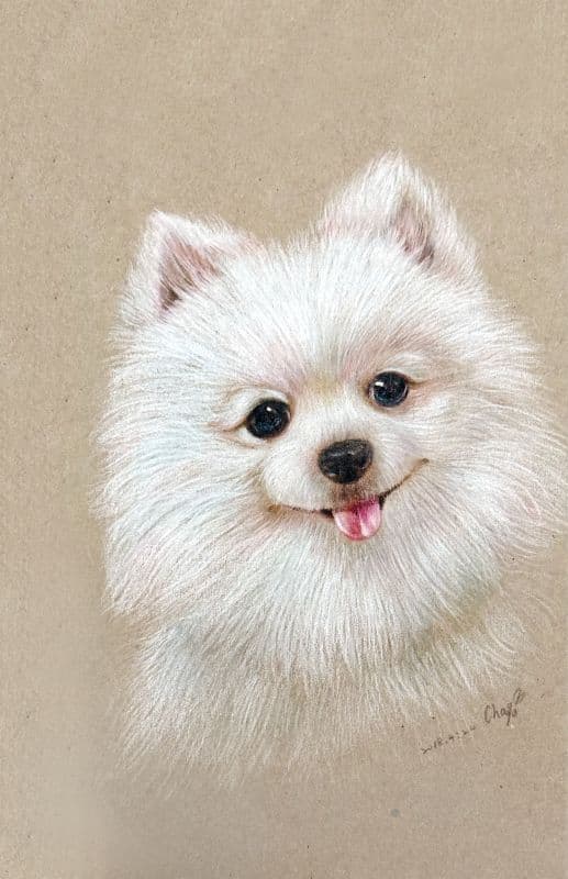 博美 1