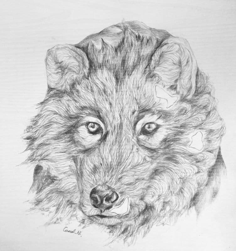 披著圍巾的狼/Wolf draped with a scarf 1