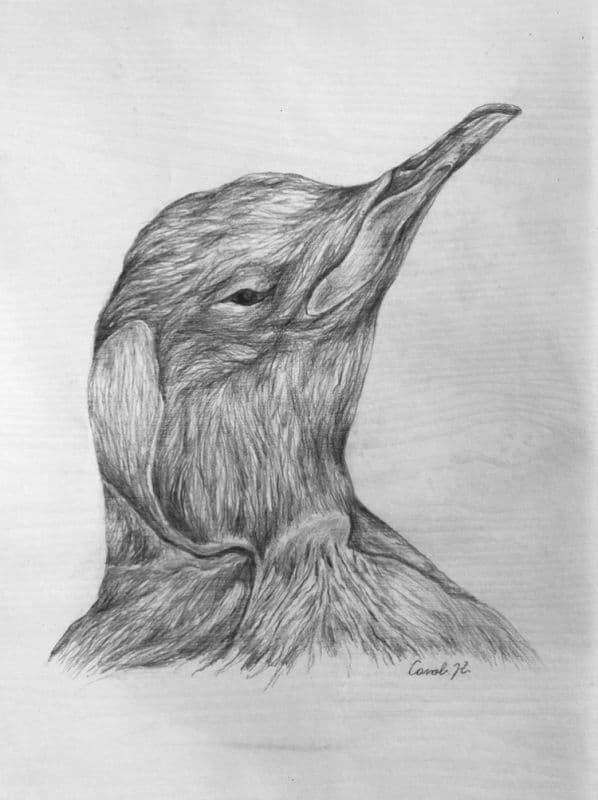 Penguin Gentleman/企鵝紳士