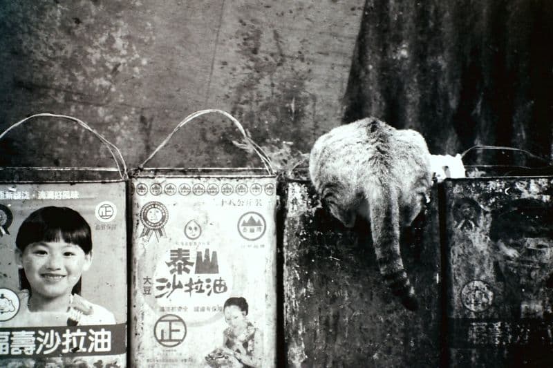 偷食廚餘的城市之貓