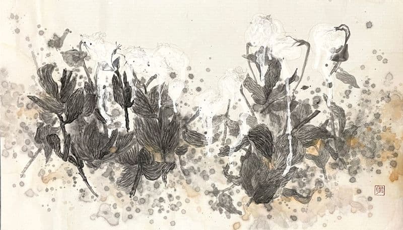 白玫瑰