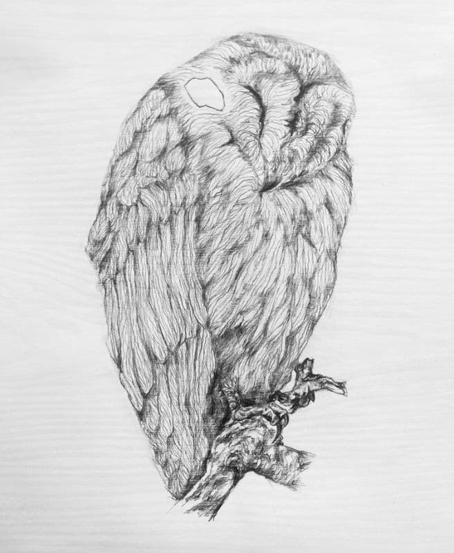 Rest Owl / 休息的貓頭鷹 1