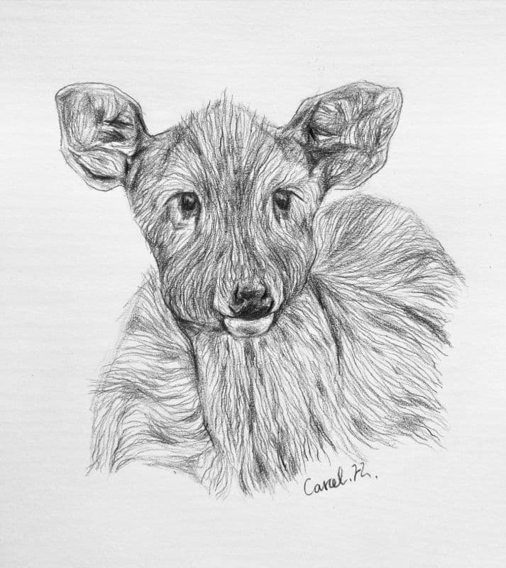 小鹿/Little Deer 1