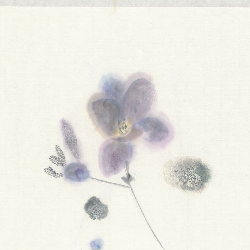 小蒼蘭 Freesia
