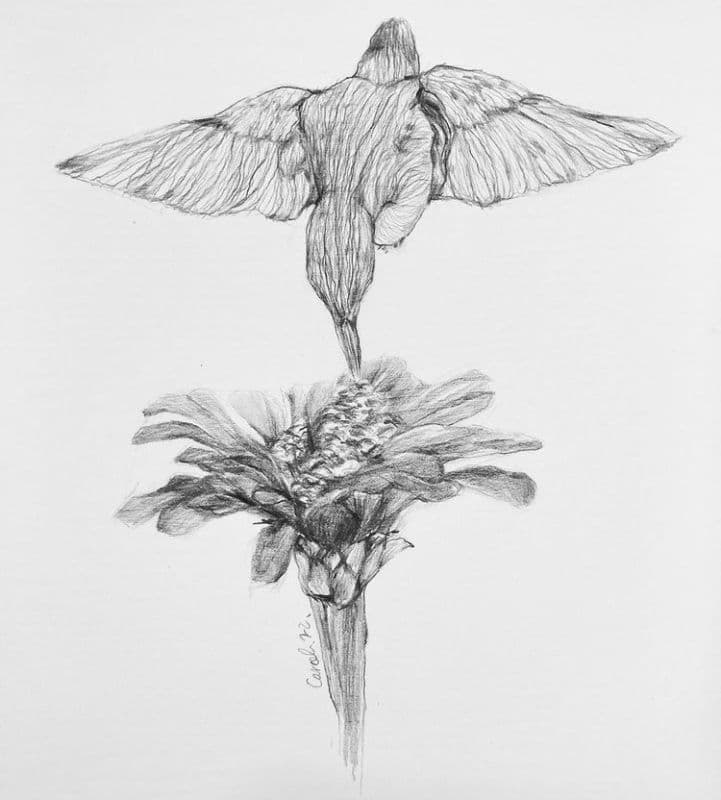 Hummingbird and a flower/蜂鳥跟一朵花 1