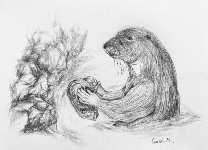 努力工作的海獺/ Sea Otter Working Hard 1